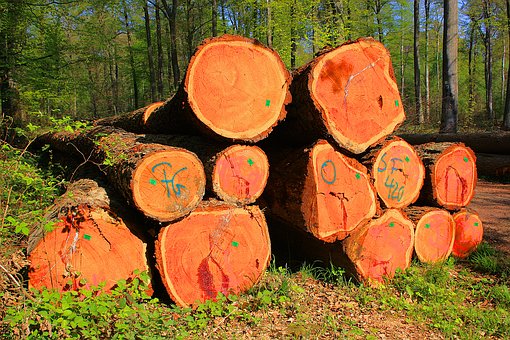 organic wood